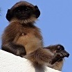 Pikoman
